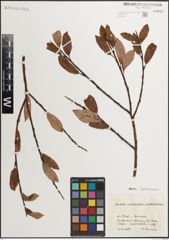 Foto von Salix mielichhoferi Saut. x Salix waldsteiniana Willd.